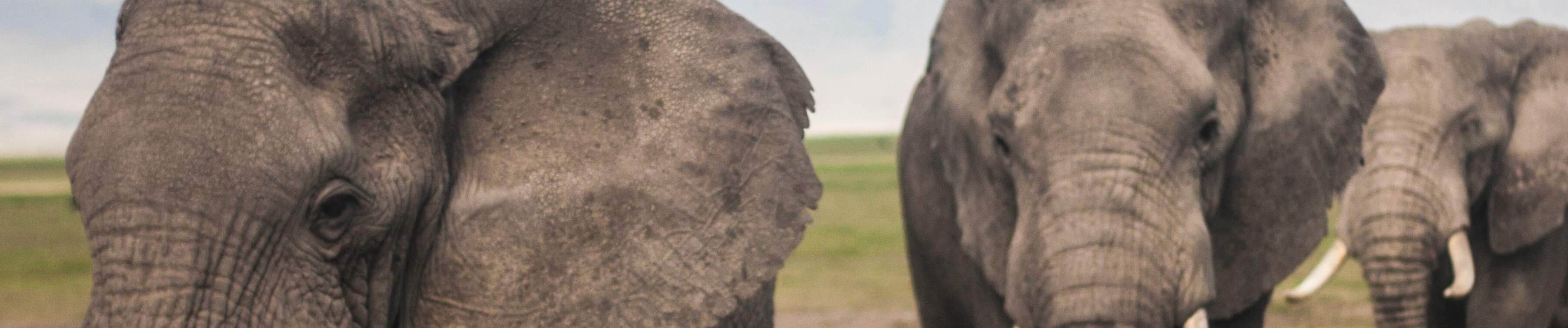 Optimizing Postgres Text Search with Trigrams